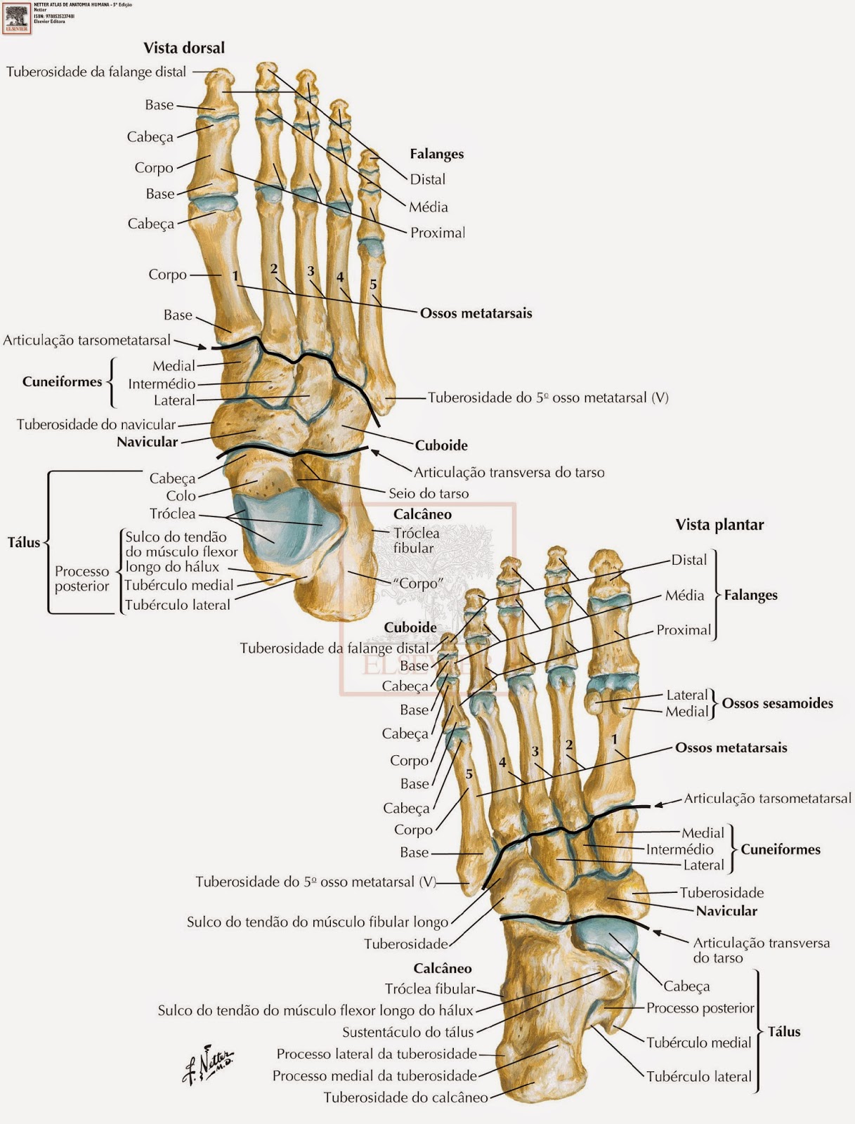 Membros Inferiores: O esqueleto do pé